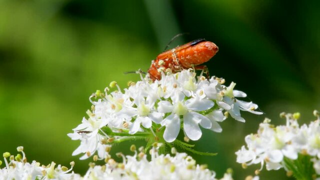 Soldier Beetle, Cantharis livida on white flowers
