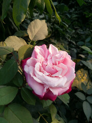 pink rose in garden