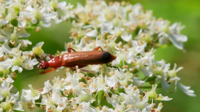 Soldier Beetle, Cantharis livida on white flowers