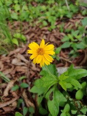 yellow dandelion flower