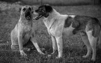 two dogs playing