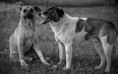 two dogs playing