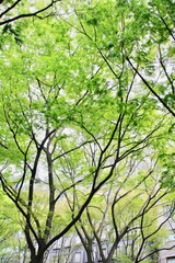 定禅寺通りのケヤキの木