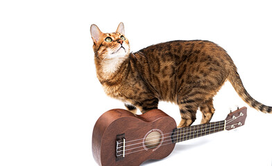 Ukulele acoustic guitar and cute bengal cat. Break time for hobby. Art or musical concept. Brown hawaiian guitar and purebred cat on the white background.