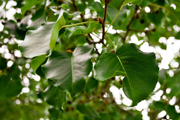 green leaves on a tree