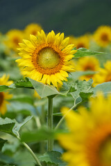 夏のひまわり畑