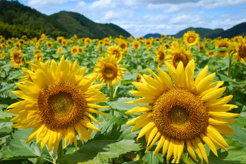 夏のひまわり畑