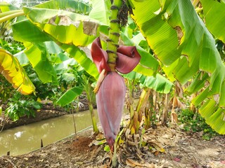 Closeup - Banana Cabbage on Banana Trees. Red Banana Tree (Musa sapientum Linn) on Green Tree Background. Banana is a tropical fruit tree native to Southeast Asia. Selective focus