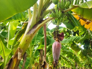 Closeup - Banana Cabbage on Banana Trees. Red Banana Tree (Musa sapientum Linn) on Green Tree Background. Banana is a tropical fruit tree native to Southeast Asia. Selective focus