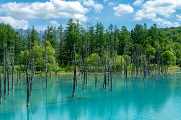 北海道　夏の青い池の風景