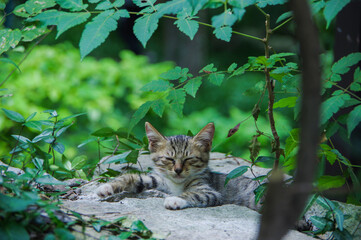 Sleepy tabby kitten taking nap on rock surrounded by plants leaves in summer forest