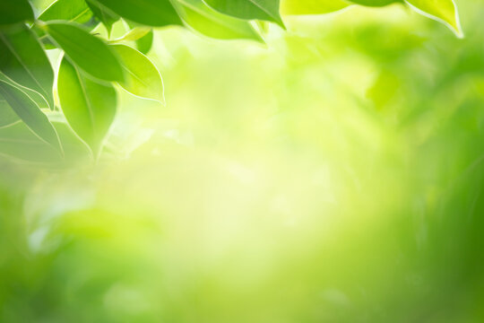 Green leaf for nature background