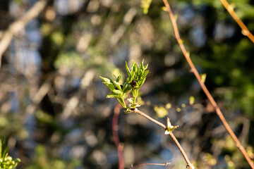 Gros plan sur des nouvelles feuilles sur une branche au printemps avec la forêt en arrière plan sur coucher de soleil