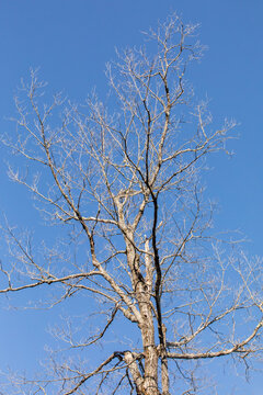 Vue d'en bas d'un arbre très haut sans feuilles au printemps avec ciel bleu en arrière plan