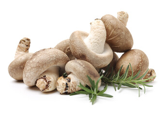 Shiitake mushroom on the White background 