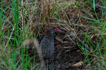 bird on the ground