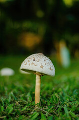 mushroom in the forest