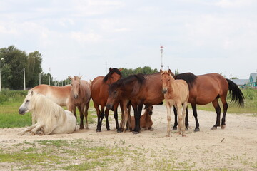 Obraz na płótnie Canvas horses in the farm