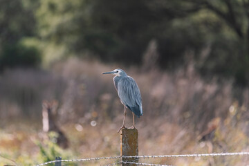 White-Faced Heron bird in Kangaroo Valley NSW, Australia 