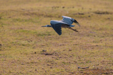 White-Faced Heron bird in Kangaroo Valley NSW, Australia 