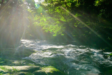 菊池渓谷：湧水の流れる森(涼しい風景)と光芒の輝き景色 Kikuchi Gorge: Forest...