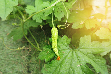 Chinese bitter gourd (Balsum Pear) has just come out from the tree at ground level and in the morning light.