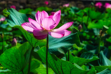 Obraz premium 夏の朝、日差しを浴びて輝くピンク色の蓮の花