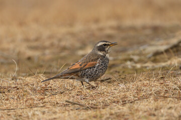 Dusky thrush (Turdus eunomus) standing on ground.