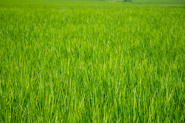 風景素材　真夏の田んぼ　鮮やかな緑の稲