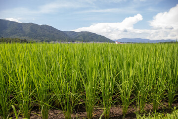 Obraz premium 風景素材 真夏の田園と爽やかな青空