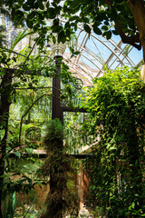 Fototapeta premium tropical plants in the greenhouse