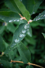 Transparent raindrops on green leaves.Large beautiful transparent drops on a green macro sheet. Natural background.