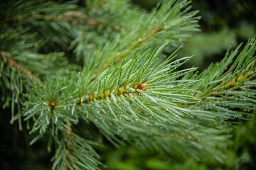 Transparent raindrops on pine branches.