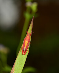 Pentatomoidea they are classified as invertebrates and there are many different species in the world.