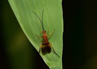 Leucospis petiolata serves to get rid of fruit fly pests.