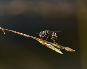 Syrphidae or Hoverfly or Citrogramma clarum serves to help pollinate flowers similar to bees.