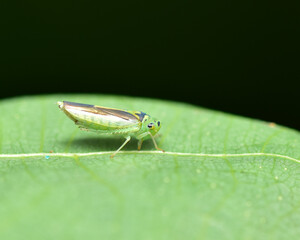 Green rice leafhopper or Nephotettix virescens (Distant) or Nephotettix nigropictus (Stal) it is a pest of rice plants and a sucking mouth insect.
