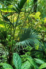 Fototapeta na wymiar tropical plants in the greenhouse