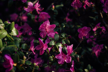 Delicate pink flowers of the Altai maralnik, close-up, blurred background. Flowering shrub, cherry, almond. Plants background, postcard, space for text.