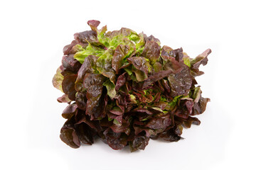 Lechuga hoja morada fondo blanco