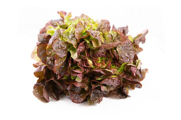 Lechuga hoja morada fondo blanco
