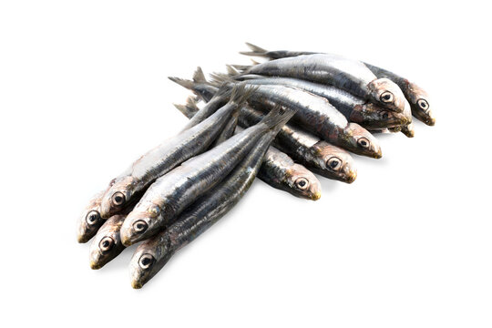 Sardinas frescas fondo blanco