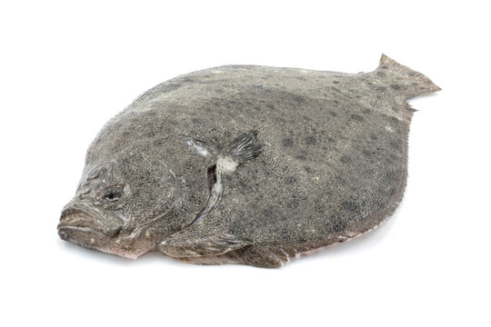 Rodaballo entero fondo blanco