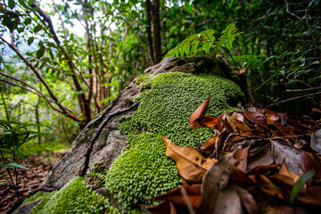 Moss on rocks in the rainforest