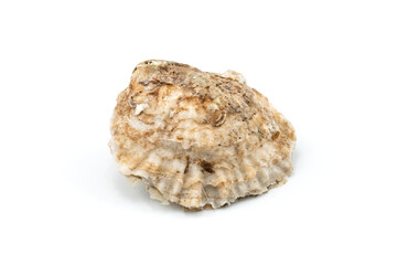 Ostra de Galicia fondo blanco 