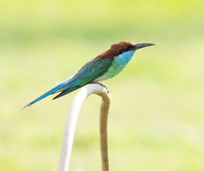 blue throated bee eater
