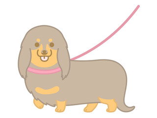 散歩中のダックスフント