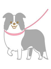 散歩中のボーダーコリー