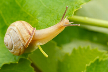 Close-up view of snail on green leaf.