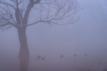 tree and boat in the fog